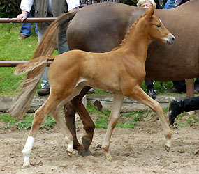 Stutfohlen von Hope of Heaven u.d. Alla Tedesca v. Buddenbrock, Foto: Beate Langels