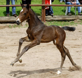 Trakehner Stutfohlen von Exclusiv u.d. Pr.u.StPrSt. Guendalina v. Red Patrick xx, Foto: Gestt Hmelschenburg - Beate Langels