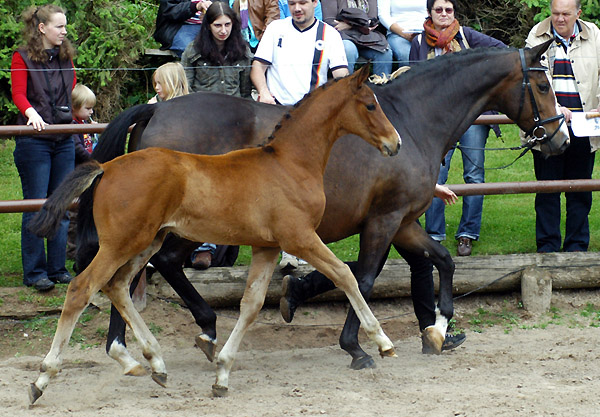 Hengst von Freudenfest u.d. Tavolara v. Exclusiv, Foto: Beate Langels