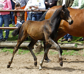 Siegerin: Filly by Insterburg out of Pr. u. StPrSt. Karena by Freudenfest