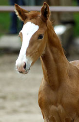 Colt by Freudenfest out of Rondesvous by Kostolany - Foto Beate Langels