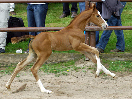 Trakehner Hengstfohlen von Freudenfest u.d. Rondesvous v. Kostolany