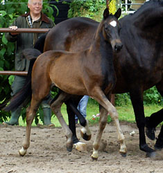 Trakehner Stutfohlen von Kostolany u.d. Pr.St. Schwalbenfeder v. Summertime, Gestt Hmelschenburg - Beate Langels