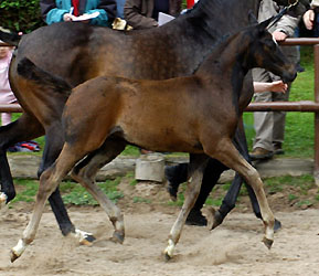Trakehner Stutfohlen von Kostolany u.d. Pr.St. Schwalbenfeder v. Summertime, Gestt Hmelschenburg - Beate Langels