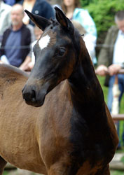 Trakehner Stutfohlen von Kostolany u.d. Pr.St. Schwalbenfeder v. Summertime, Gestt Hmelschenburg - Beate Langels
