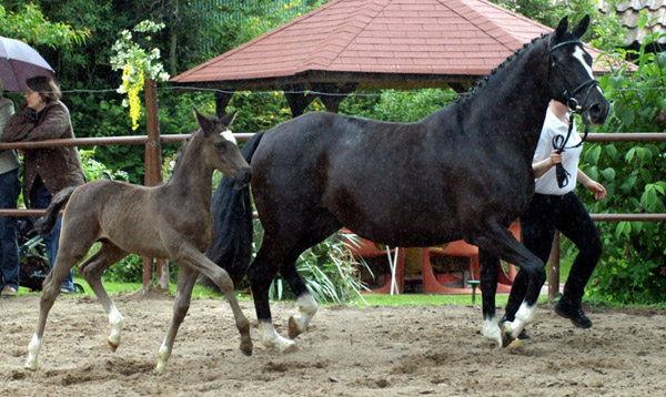 Trakehner Rapphengst von Shavalou u.d. Greta Garbo v. Alter Fritz - Foto: Beate Langels, Gestt Hmelschenburg