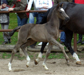 Colt by Shavalou out of Greta Garbo by Alter Fritz, Foto: Beate Langels