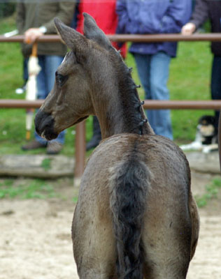 Trakehner Rapphengst von Shavalou u.d. Greta Garbo v. Alter Fritz - Foto: Beate Langels, Gestt Hmelschenburg