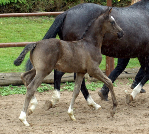 Trakehner Rapphengst von Shavalou u.d. Greta Garbo v. Alter Fritz - Foto: Beate Langels, Gestt Hmelschenburg