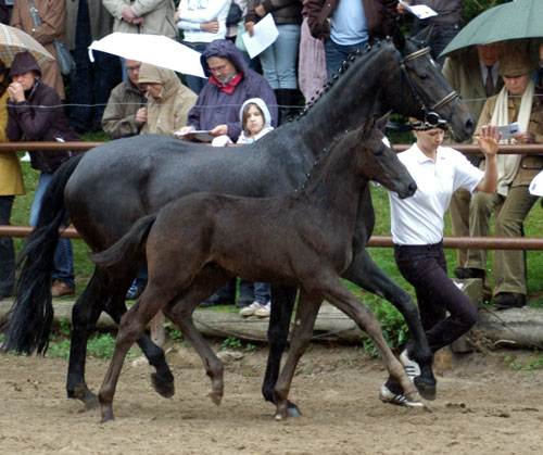 Trakehner Hengstfohlen von Showmaster u.d. Pr. u. StPrSt. Hillery v. Mnchhausen - Foto: Beate Langels, Gestt Hmelschenburg