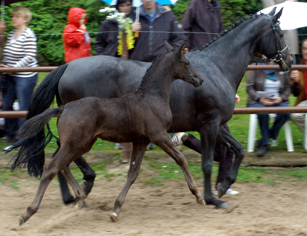 Trakehner Hengstfohlen von Showmaster u.d. Pr. u. StPrSt. Hillery v. Mnchhausen - Foto: Beate Langels, Gestt Hmelschenburg