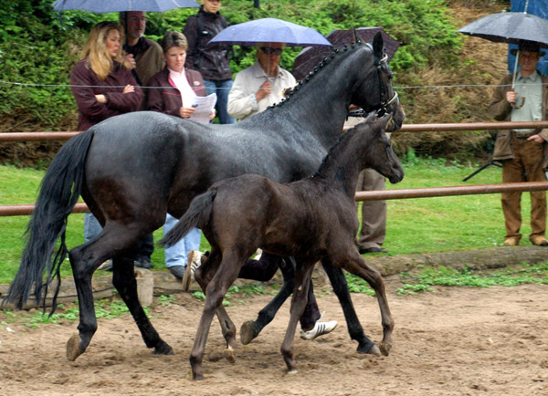 Trakehner Hengstfohlen von Showmaster u.d. Pr. u. StPrSt. Hillery v. Mnchhausen - Foto: Beate Langels, Gestt Hmelschenburg