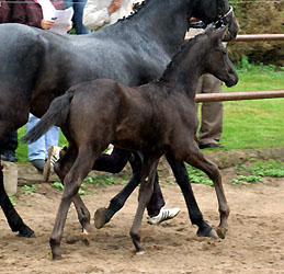 Champion of the Colt's: Trakehner colt by Showmaster - Mnchhausen