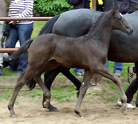 Champion of the Colt's: Trakehner colt by Showmaster - Mnchhausen