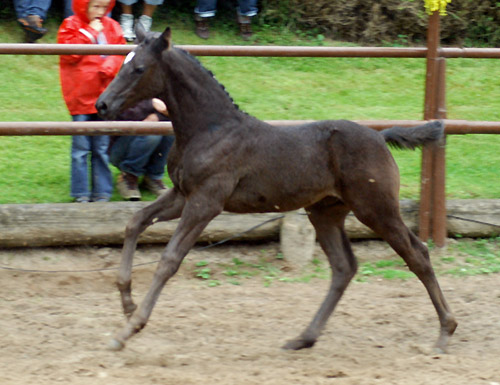 Trakehner Hengstfohlen von Showmaster u.d. Pr. u. StPrSt. Hillery v. Mnchhausen - Foto: Beate Langels, Gestt Hmelschenburg
