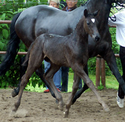 Champion of the Colt's: Trakehner colt by. Showmaster - Mnchhausen