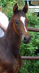Trakehner Hengstfohlen von Exclusiv u.d. Vicenza v. Showmaster, Foto: Gestt Hmelschenburg - Beate Langels