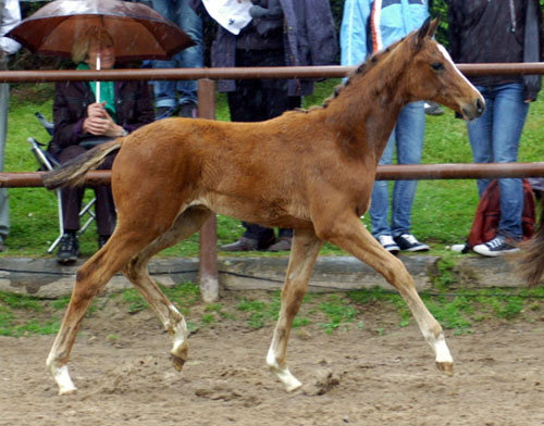 Trakehner Hengstfohlen v. Summertime u.d. Klassic v. Freudenfest u.d. Kassuben v. Enrico Caruso, Z�chter: Trakehner Gest�t H�melschenburg Beate Langels