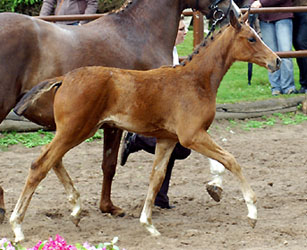 Colt by Summertime out of Pr. u. StPrSt. Klassic by Freudenfest