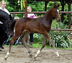 Trakehner Hengstfohlen von Exclusiv u.d. Vicenza v. Showmaster, Foto: Gestt Hmelschenburg - Beate Langels