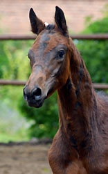 Colt by Summertime out of Pr.St. Esther by Kostolany