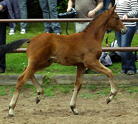 Filly by Summertime out of Sacre Coeur by Sixtus, Foto: Beate Langels, Hmelschenburg