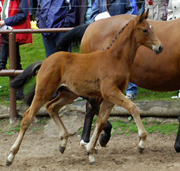 Filly by Summertime out of Sacre Coeur by Sixtus, Foto: Beate Langels, Hmelschenburg