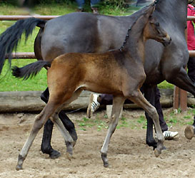 Colt by Summertime out of Belle de Loup by Heuriger, Foto Beate Langels