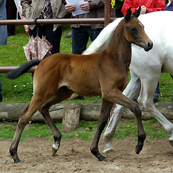 Colt by Summertime out of Biene by Herzzauber, Foto: Beate Langels, Gestt Hmelschenburg