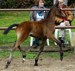 Hengfohlen by Summertime out of Biene by Herzzauber, Foto: Beate Langels, Gestt Hmelschenburg