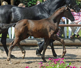 Hengstfohlen v. Showmaster - Mnchhausen - Foto Beate Langels