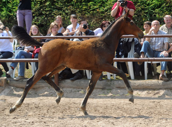 Stutfohlen von Imperio u.d. Elitestute Schwalbenspiel v. Exclusiv - Foto: Beate Langels - Trakehner Gestt Hmelschenburg