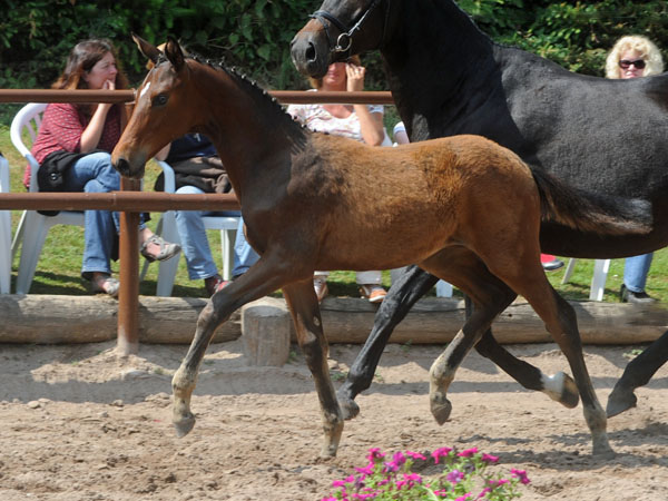 Stutfohlen von Imperio u.d. Elitestute Schwalbenspiel v. Exclusiv - Foto: Beate Langels - Trakehner Gestt Hmelschenburg