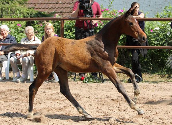 Stutfohlen von Imperio u.d. Elitestute Schwalbenspiel v. Exclusiv - Foto: Beate Langels - Trakehner Gestt Hmelschenburg