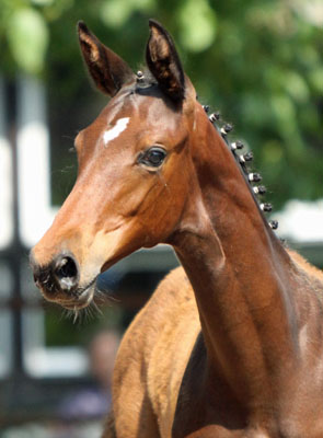 Stutfohlen von Imperio u.d. Elitestute Schwalbenspiel v. Exclusiv - Foto: Beate Langels - Trakehner Gestt Hmelschenburg