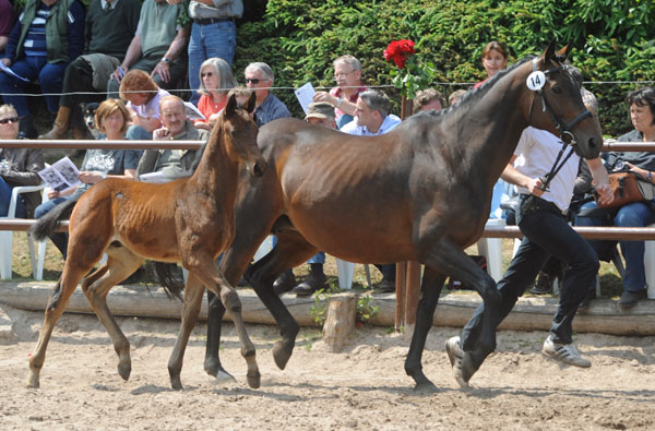 Trakehner Hengstfohlen von Summertime x Slip Anchor xx, Zchter: Barbara Maiwurm, Foto: Beate Langels