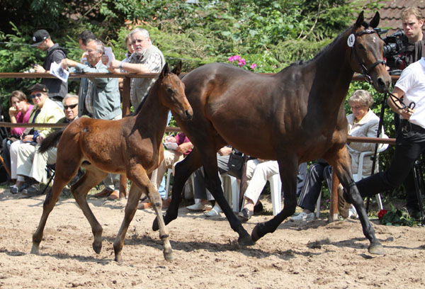 Trakehner Hengstfohlen von Summertime x Slip Anchor xx, Zchter: Barbara Maiwurm, Foto: Beate Langels