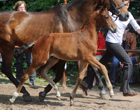 Hengstfohlen von Kentucky - Arogno, Foto: Ulrike Sahm-Ltteken