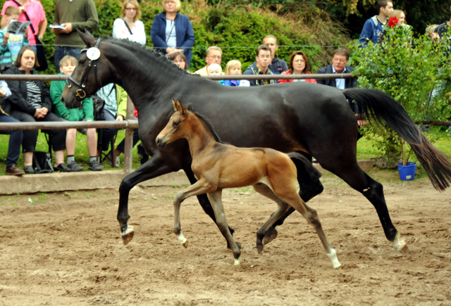 Trakehner Stutfohlen von Shavalou u.d. Pr.St. Pamina Diamond v. Axis, Foto: Beate Langels