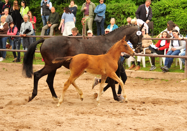 Trakehner Filly by out of Pr.u.StPrSt. Vittoria by Exclusiv- Trakehner Gestt Hmelschenburg - Foto: Beate Langels - 
Trakehner Gestt Hmelschenburg