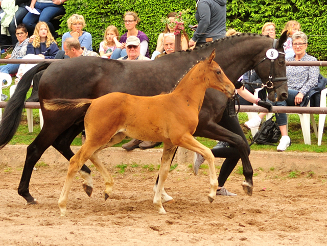 Trakehner Trakehner Stutfohlen von High Motion u.d. Pr.u.StPrSt. Vittoria v. Exclusiv - Trakehner Gestt Hmelschenburg - Foto: Beate Langels - 
Trakehner Gestt Hmelschenburg