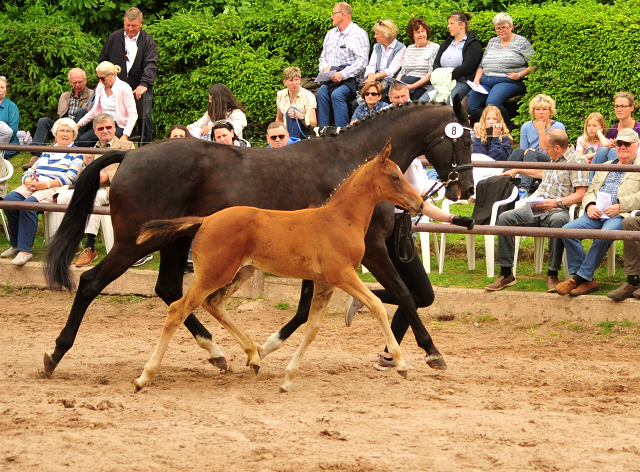 Valea - Trakehner Stutfohlen von High Motion u.d. Pr.u.StPrSt. Vittoria v. Exclusiv - Trakehner Gestt Hmelschenburg - Foto: Beate Langels - 
Trakehner Gestt Hmelschenburg