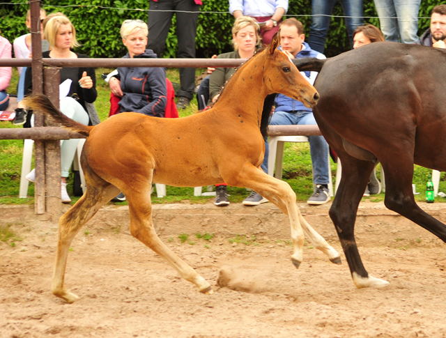 Valea - Trakehner Stutfohlen von High Motion u.d. Pr.u.StPrSt. Vittoria v. Exclusiv - Trakehner Gestt Hmelschenburg - Foto: Beate Langels - 
Trakehner Gestt Hmelschenburg