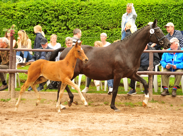 Valea - Trakehner Stutfohlen von High Motion u.d. Pr.u.StPrSt. Vittoria v. Exclusiv - Trakehner Gestt Hmelschenburg - Foto: Beate Langels - 
Trakehner Gestt Hmelschenburg