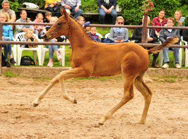 Valea - Trakehner Stutfohlen von High Motion u.d. Pr.u.StPrSt. Vittoria v. Exclusiv - Trakehner Gestt Hmelschenburg - Foto: Beate Langels - 
Trakehner Gestt Hmelschenburg