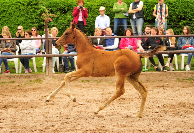 Valea - Trakehner Stutfohlen von High Motion u.d. Pr.u.StPrSt. Vittoria v. Exclusiv -- Foto: Beate Langels - 
Trakehner Gestt Hmelschenburg