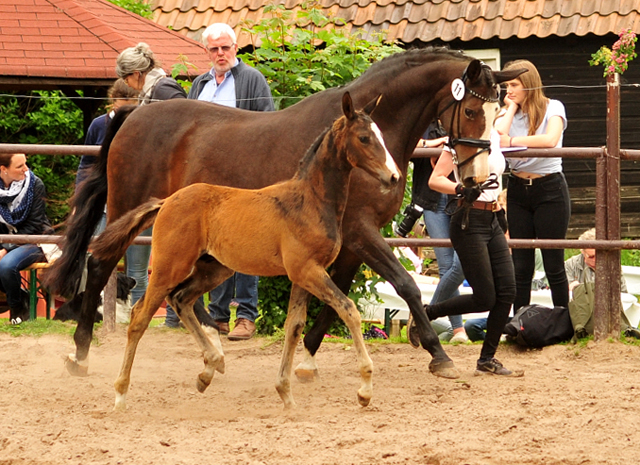 Hengstfohlen von High Motion u.d. Pr.u.StPrSt. Tavolara v. Exclusiv
 - Trakehner Gestt Hmelschenburg - Beate Langels