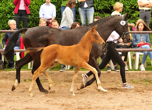 Valea - Trakehner Stutfohlen von High Motion u.d. Pr.u.StPrSt. Vittoria v. Exclusiv - Trakehner Gestt Hmelschenburg - Foto: Beate Langels - 
Trakehner Gestt Hmelschenburg