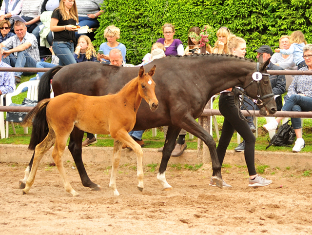 Trakehner Filly by out of Pr.u.StPrSt. Vittoria by Exclusiv- Trakehner Gestt Hmelschenburg - Foto: Beate Langels - 
Trakehner Gestt Hmelschenburg