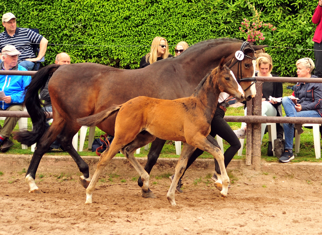 Hengstfohlen von High Motion u.d. Pr.u.StPrSt. Tavolara v. Exclusiv
 - Trakehner Gestt Hmelschenburg - Beate Langels